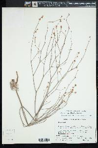 Eriogonum davidsonii image