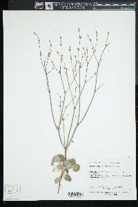 Eriogonum davidsonii image