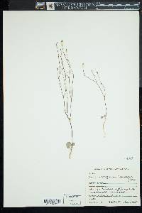 Eriogonum davidsonii image