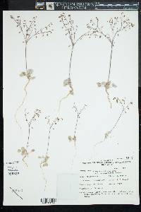 Eriogonum deflexum image