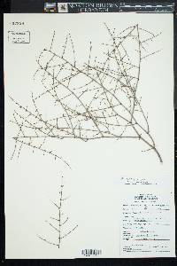 Eriogonum deflexum var. deflexum image