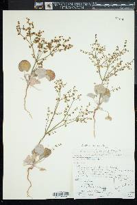 Eriogonum deflexum image