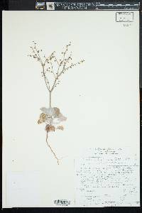 Eriogonum deflexum var. deflexum image