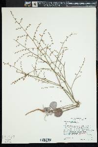 Eriogonum deflexum var. deflexum image