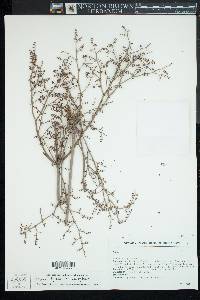 Eriogonum deflexum image