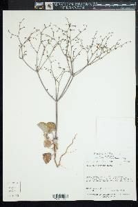 Eriogonum deflexum image