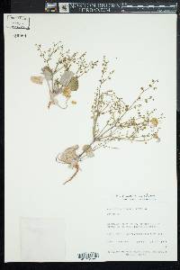 Eriogonum deflexum var. deflexum image