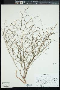 Eriogonum deflexum image