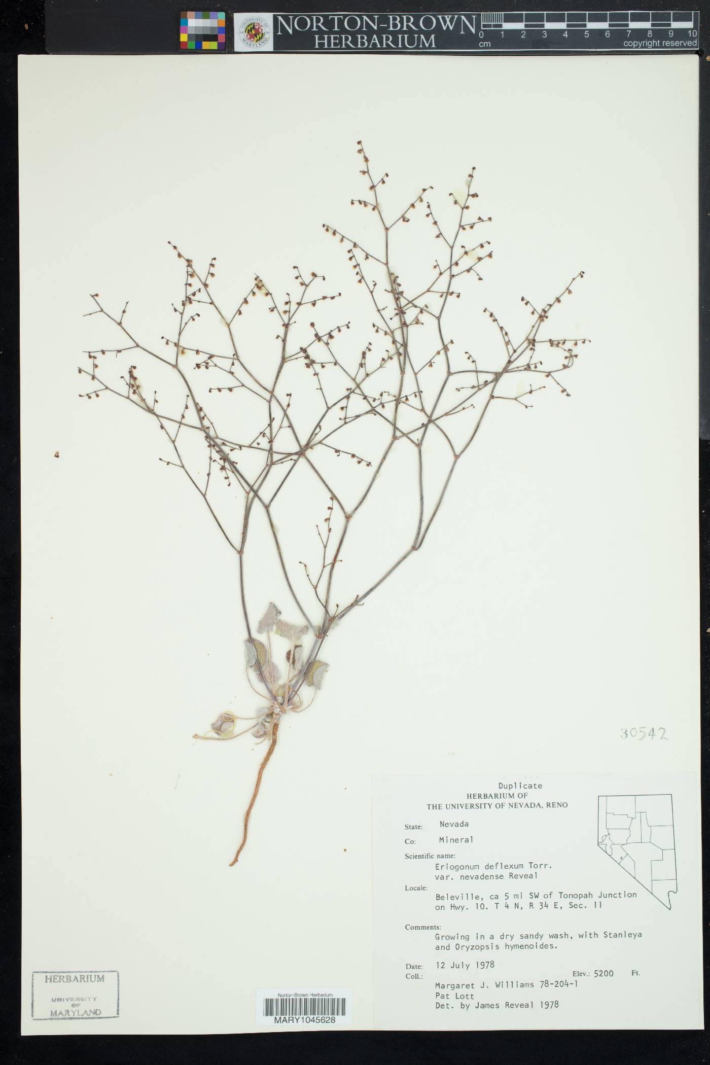 Eriogonum deflexum var. nevadense image