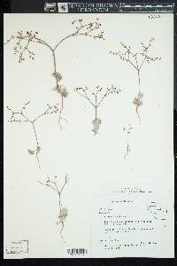 Eriogonum deflexum image