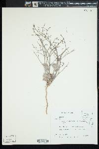 Eriogonum deflexum var. nevadense image