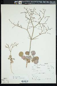 Eriogonum deflexum var. nevadense image