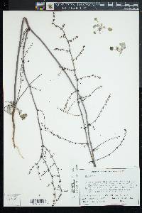 Eriogonum exaltatum image