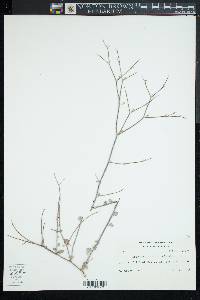 Eriogonum deserticola image