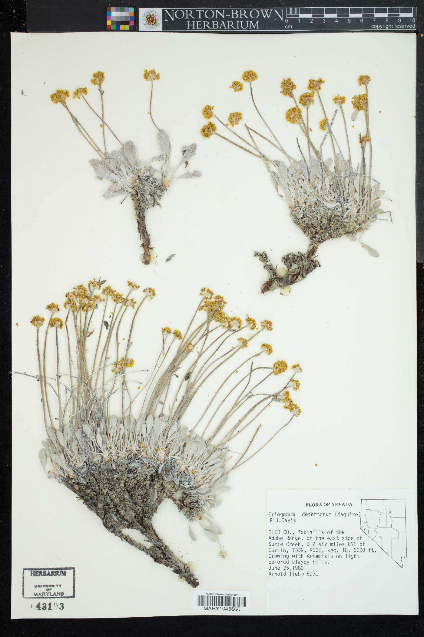 Eriogonum brevicaule var. desertorum image