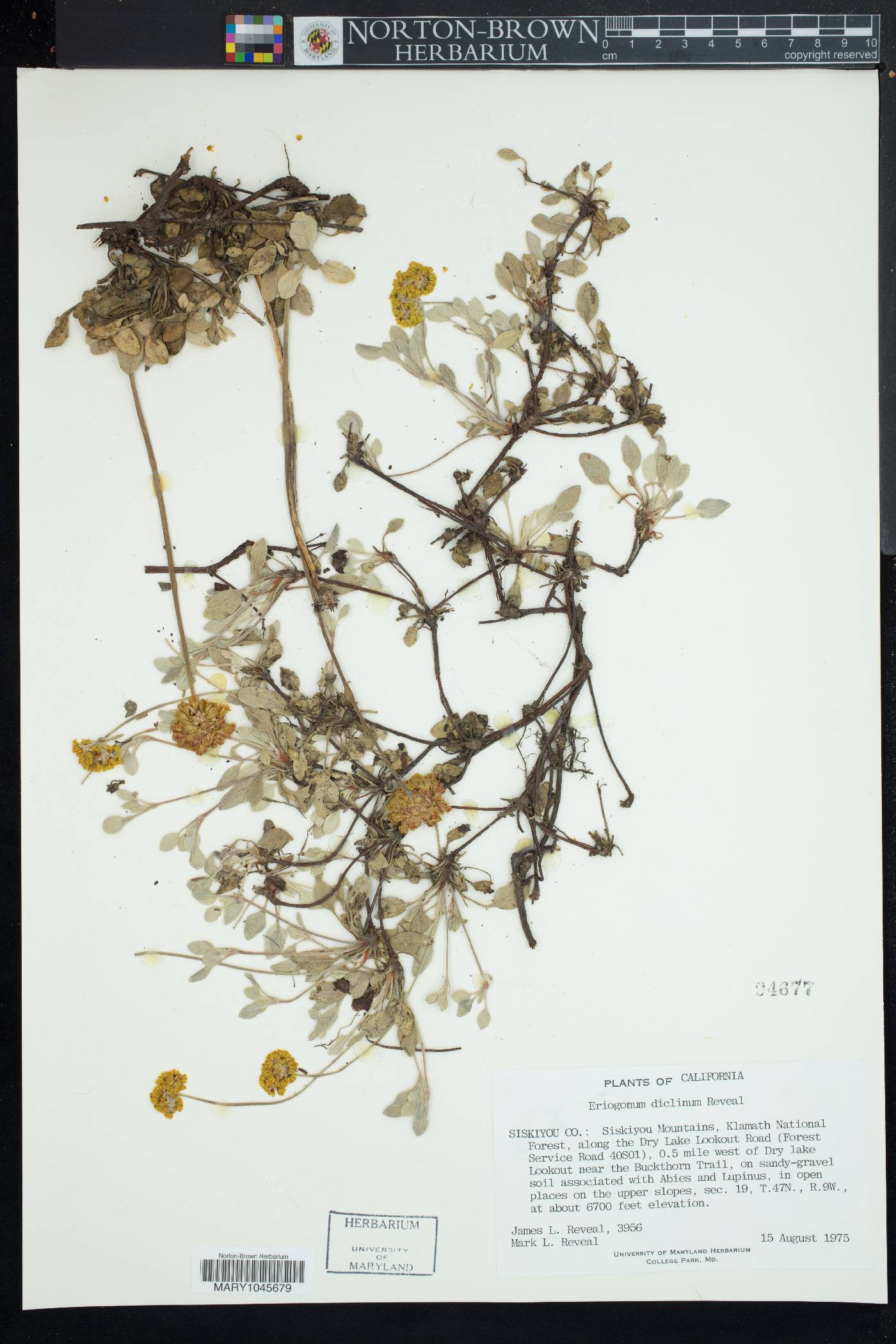 Eriogonum diclinum image