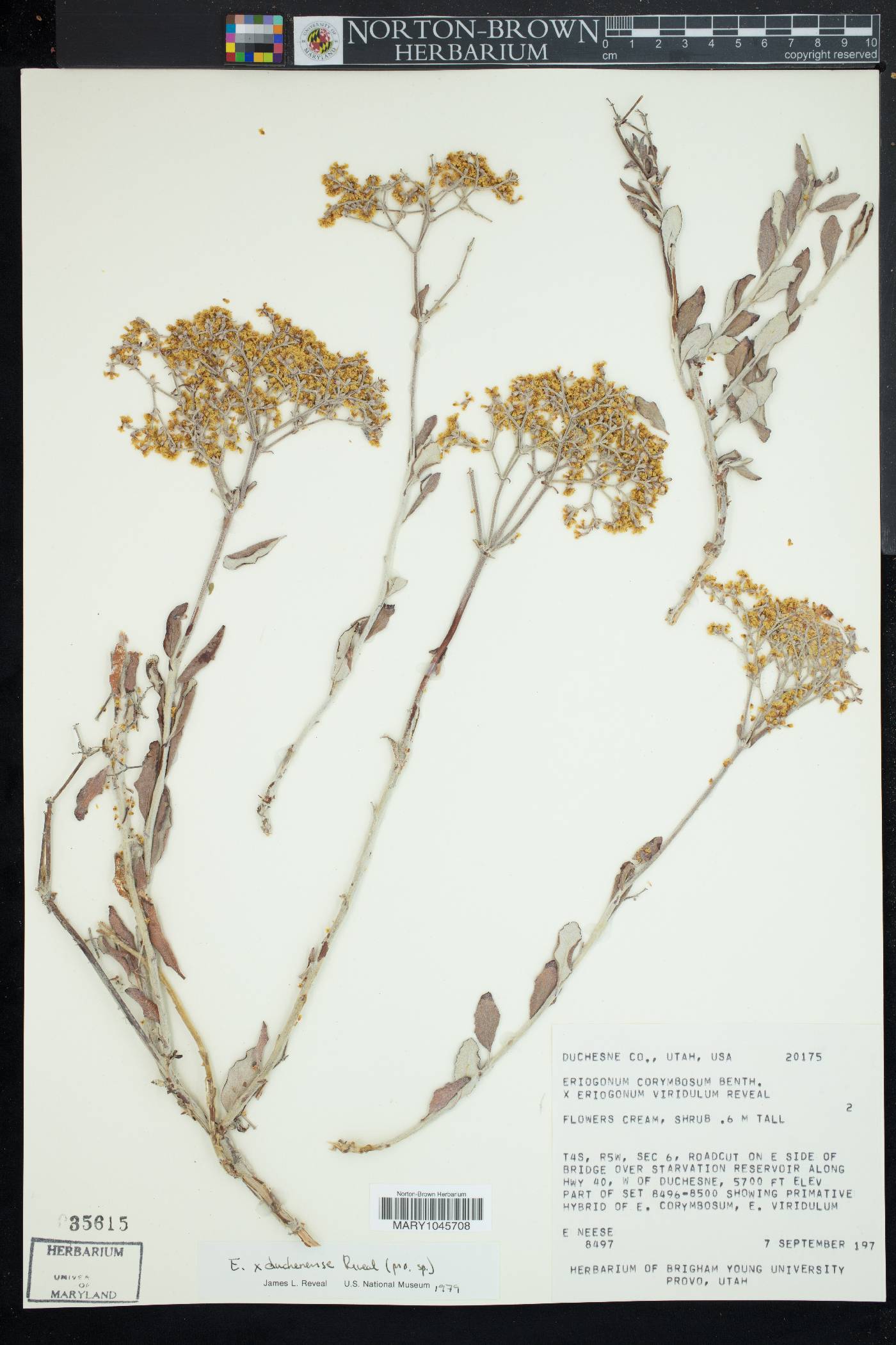 Eriogonum x duchesnense image