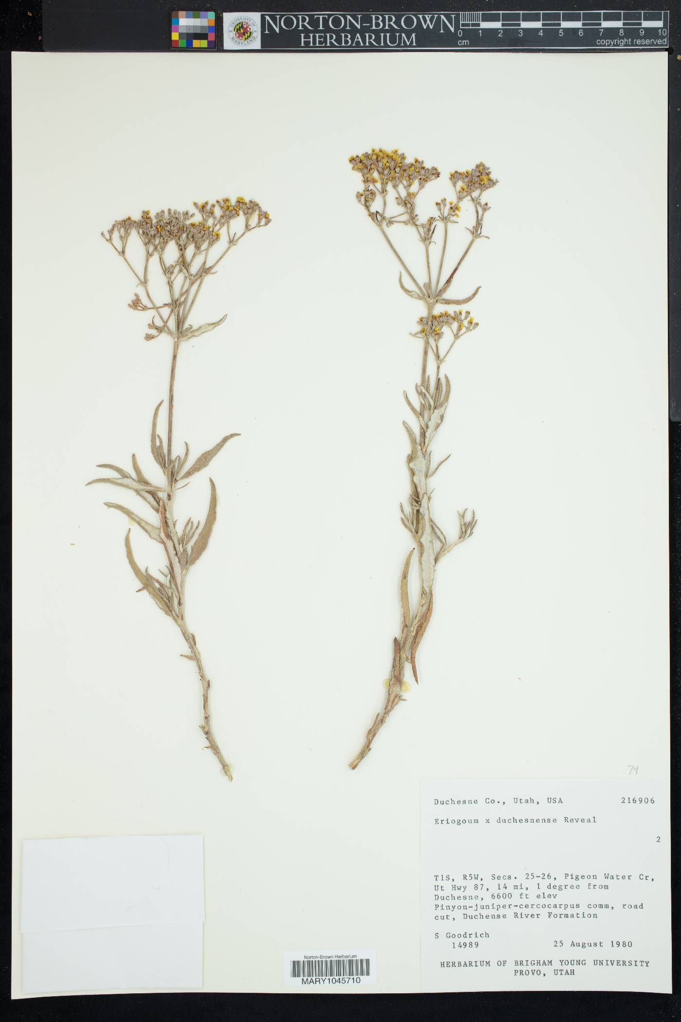 Eriogonum x duchesnense image