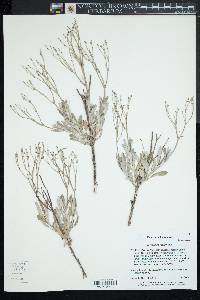 Eriogonum effusum image