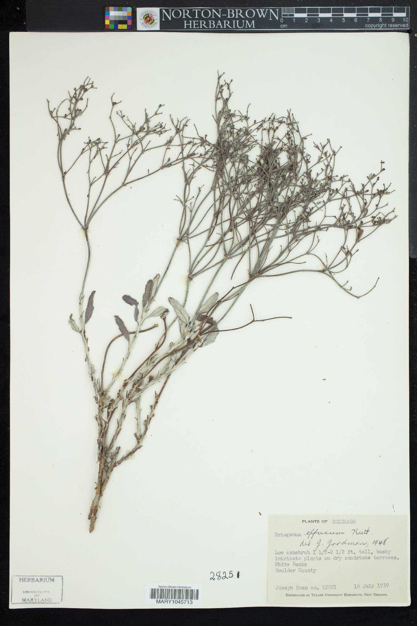 Eriogonum effusum image