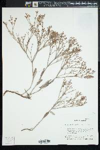 Eriogonum effusum var. effusum image