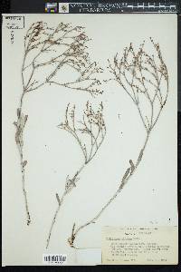 Eriogonum effusum image