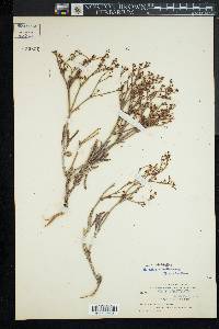 Eriogonum effusum image