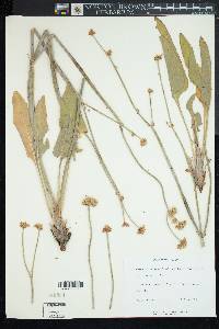 Eriogonum elatum image