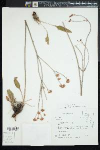 Eriogonum elatum image