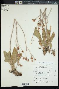 Eriogonum elatum image