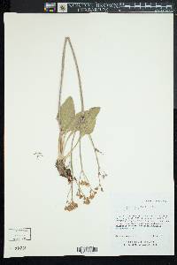 Eriogonum elatum image