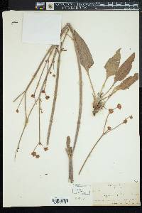 Eriogonum elatum image