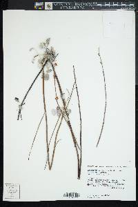 Eriogonum elongatum image