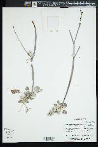 Eriogonum elongatum image