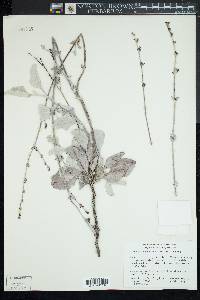 Eriogonum encelioides image