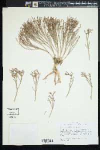 Eriogonum ephedroides image