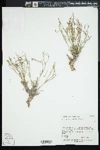 Eriogonum viridulum image