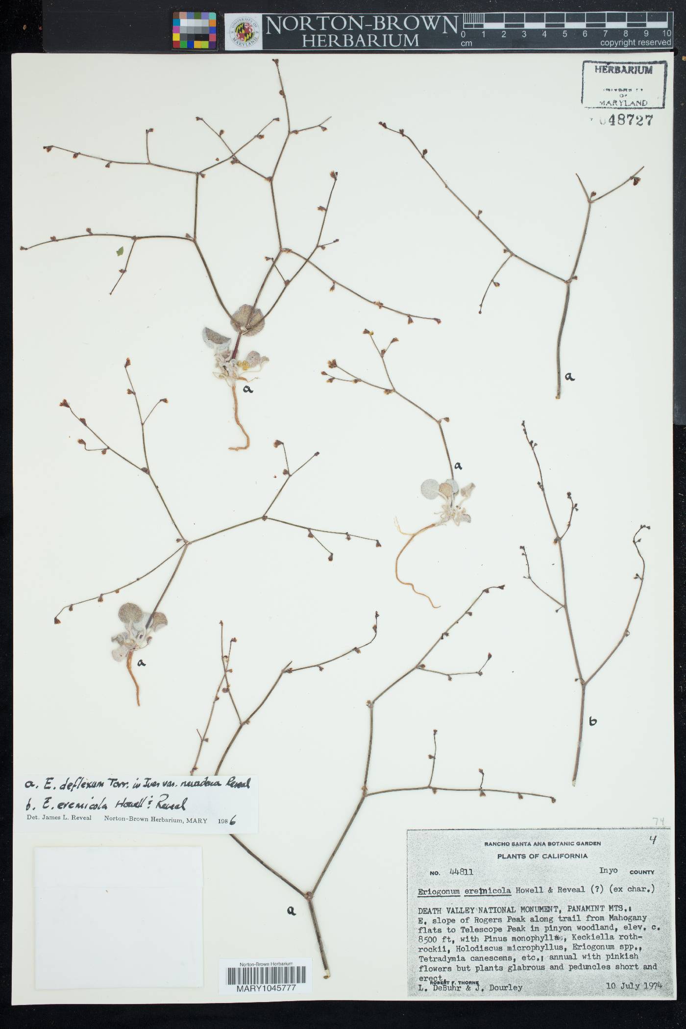 Eriogonum deflexum var. nevadense image