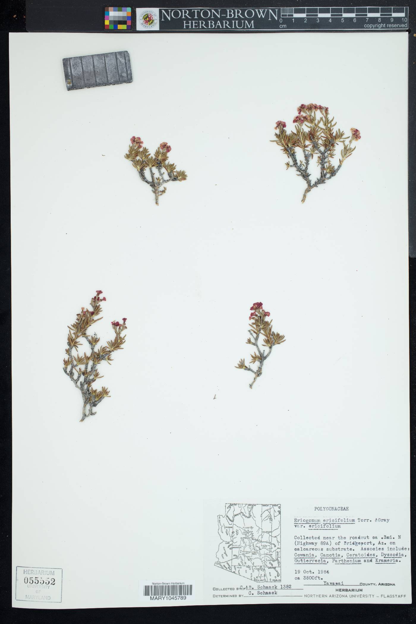 Eriogonum ericifolium var. ericifolium image