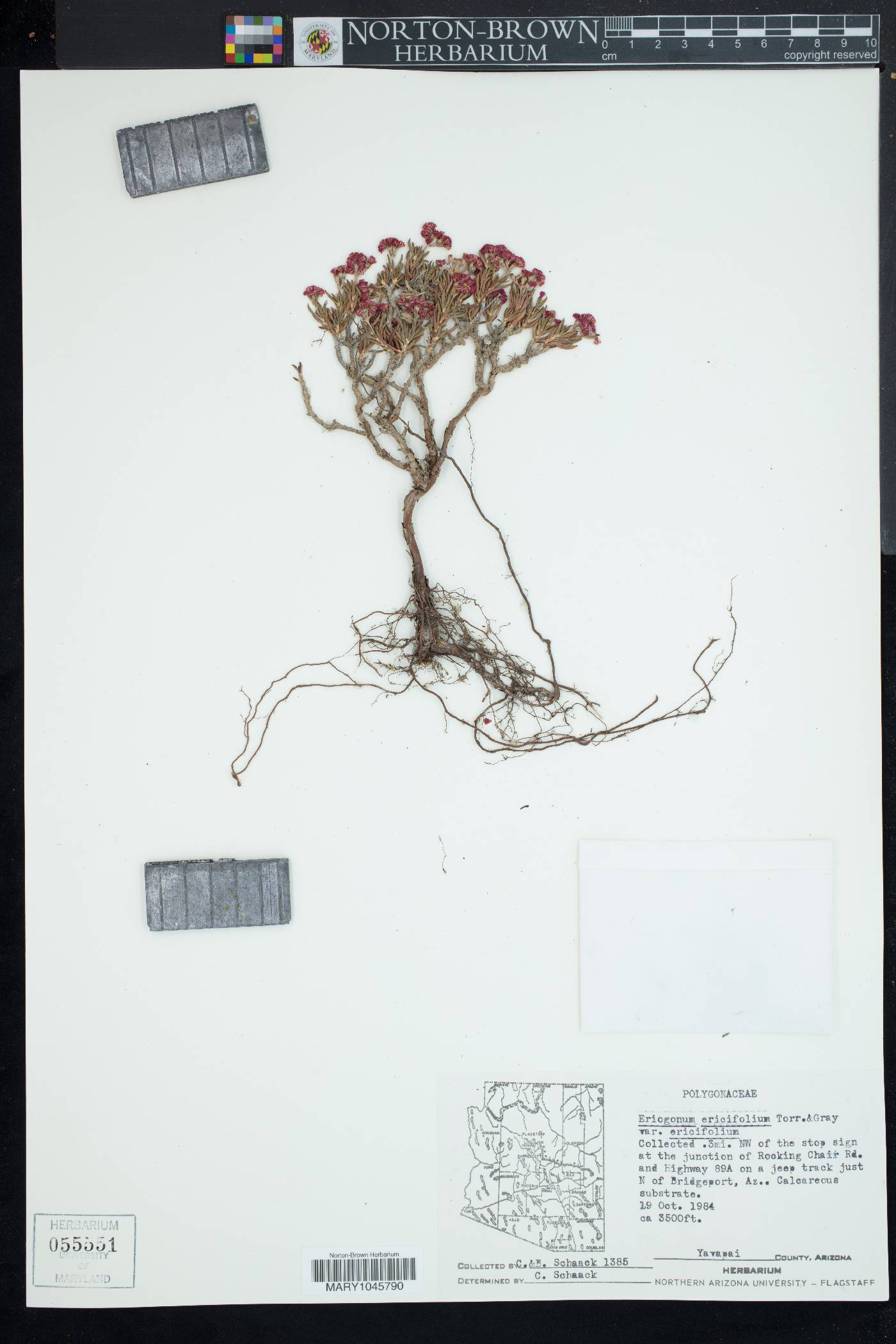 Eriogonum ericifolium var. ericifolium image