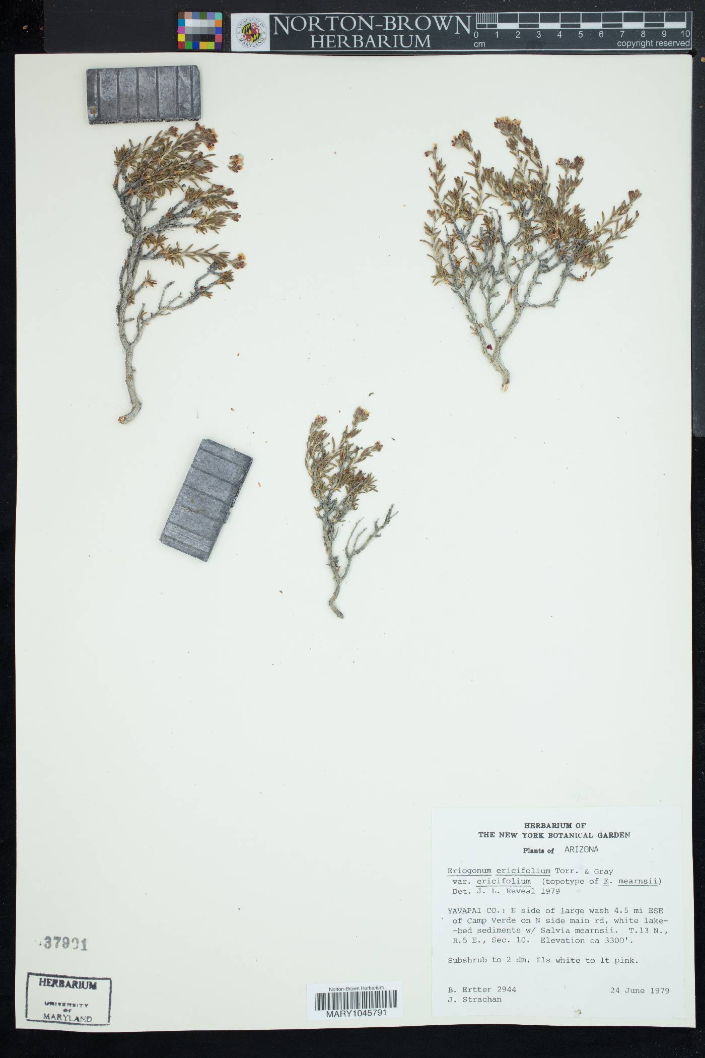 Eriogonum ericifolium var. ericifolium image