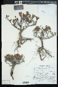 Eriogonum ericifolium var. ericifolium image