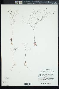 Eriogonum esmeraldense var. toiyabense image