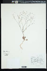 Eriogonum esmeraldense var. toiyabense image