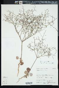 Eriogonum exaltatum image