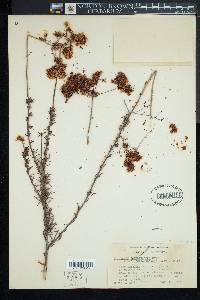 Eriogonum fasciculatum image