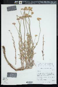 Eriogonum fasciculatum image