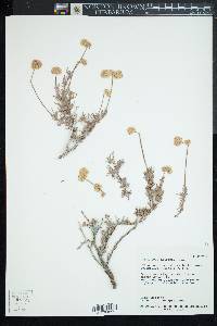 Eriogonum fasciculatum var. polifolium image