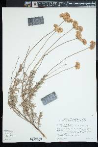 Eriogonum fasciculatum image