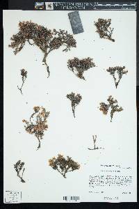 Eriogonum fastigiatum image